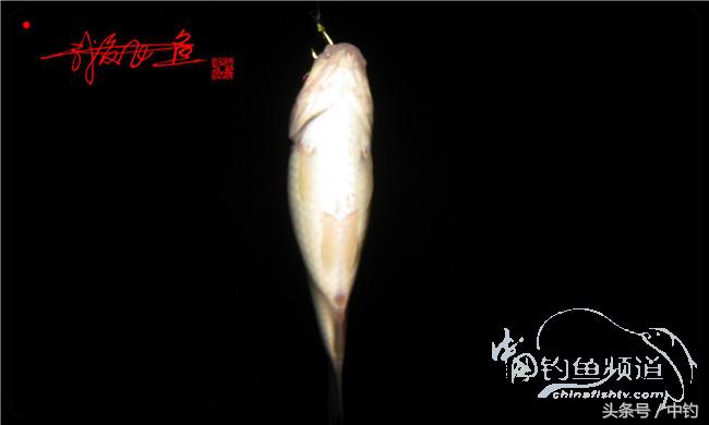 夜钓继续过小瘾,回家煲煲爱心粥