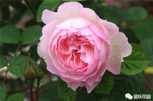 月季扦插苗和嫁接苗哪种好,买月季花是扦插苗好还是老桩好