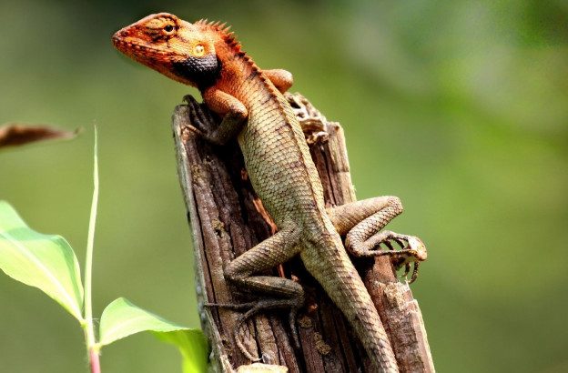 被雷公蛇咬了会死吗,公鸡脚被蛇咬的口子