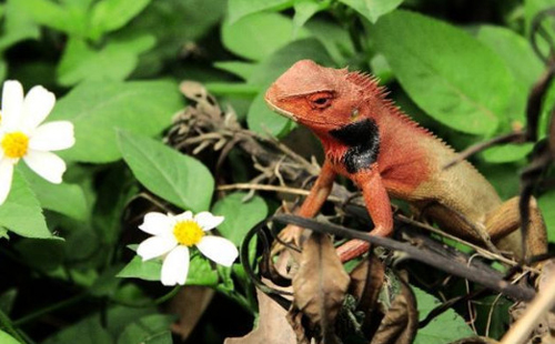 被雷公蛇咬了会死吗,公鸡脚被蛇咬的口子