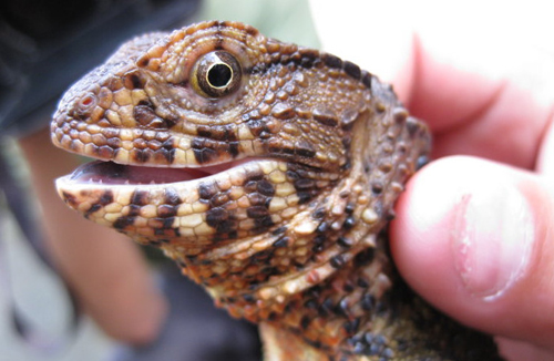 被雷公蛇咬了会死吗,公鸡脚被蛇咬的口子