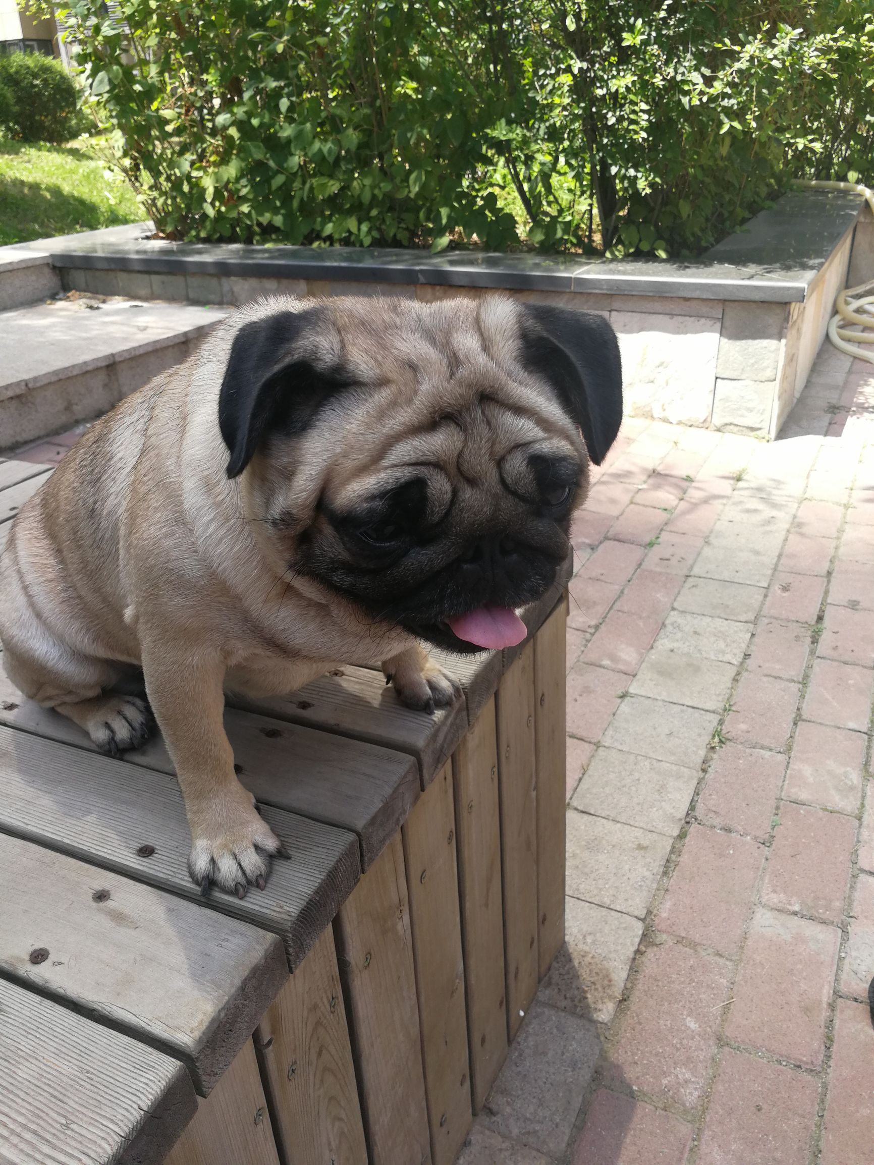 关于巴哥犬的壁纸,关于巴哥犬的打油诗