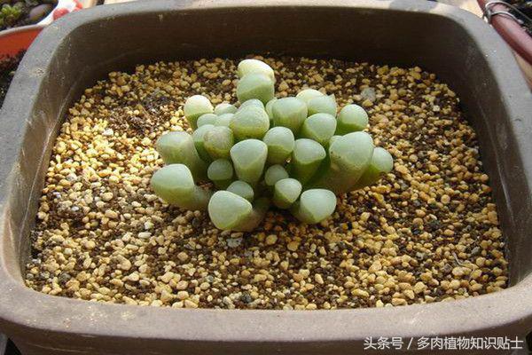 多肉植物不红了怎么回事,多肉植物不知道怎么养看这里