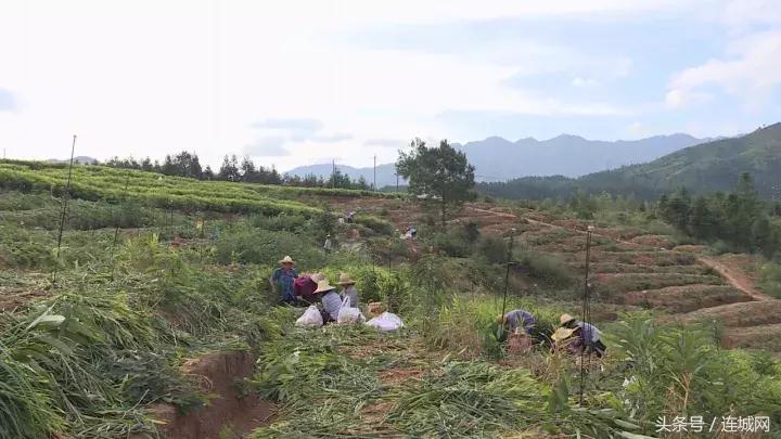 龙岩连城姑田：生姜喜获丰收特色种植助农户增收