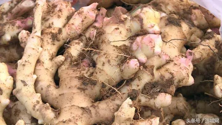 龙岩连城姑田：生姜喜获丰收特色种植助农户增收
