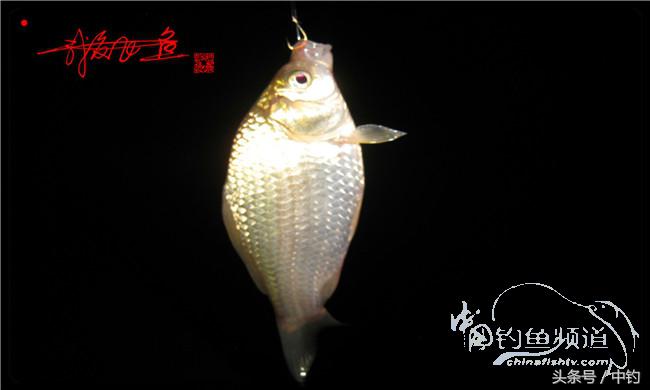 夜钓继续过小瘾,回家煲煲爱心粥