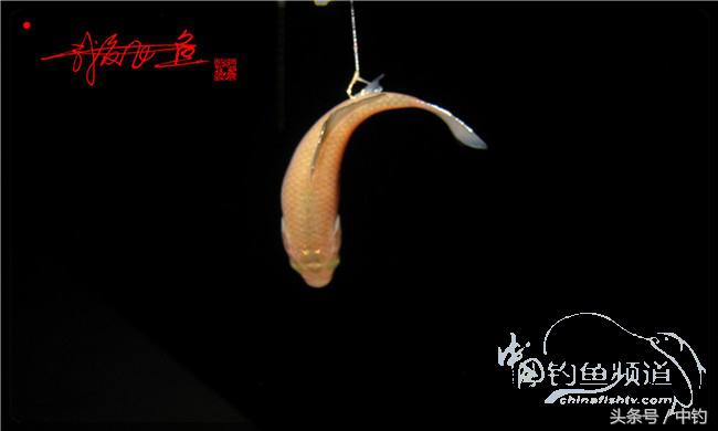 夜钓继续过小瘾,回家煲煲爱心粥