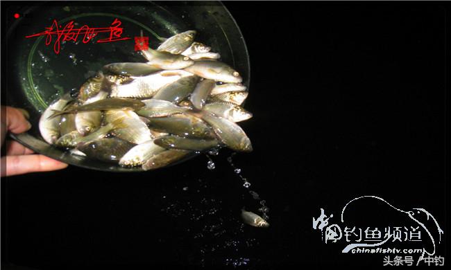 夜钓继续过小瘾,回家煲煲爱心粥