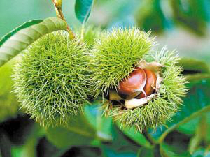 打板栗刺穿眼睛,打板栗伤眼睛