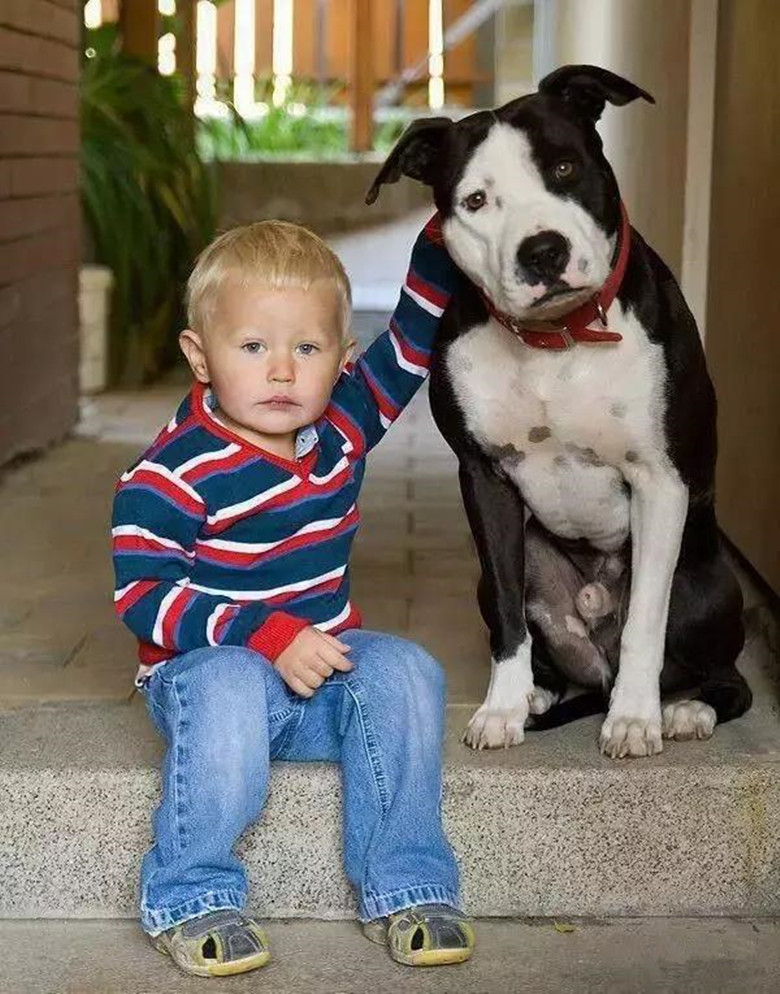 比特犬长大有多恐怖,真实的比特犬有多可怕