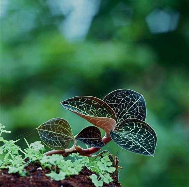 金线莲的养殖方法和注意事项,金线莲栽培时的生态环境条件