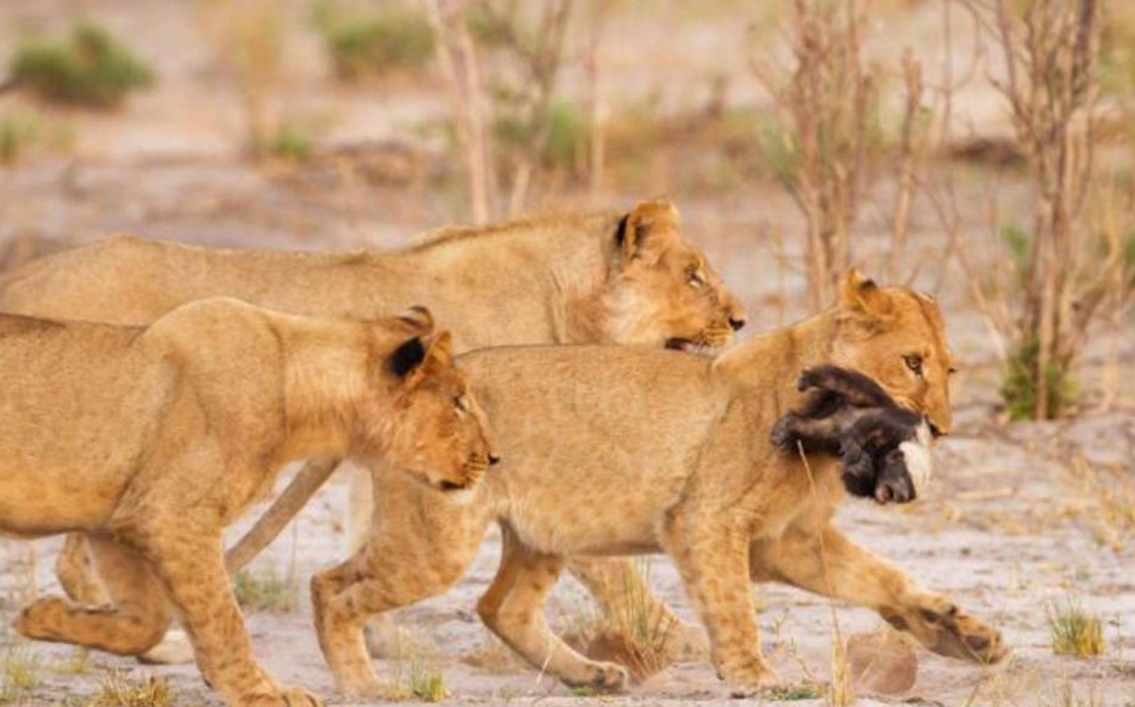 非洲乱不乱，平头说了算！科普：平头哥蜜獾究竟有多牛？