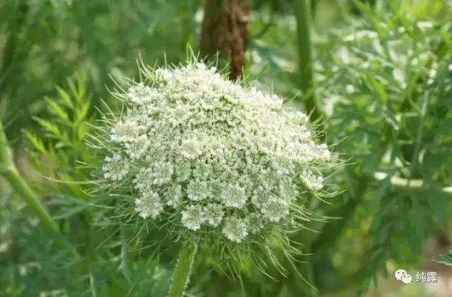 给大家分享自用的纯露,真正的三草纯露