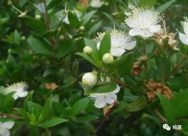 给大家分享自用的纯露,真正的三草纯露