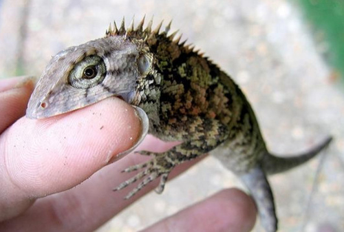 被雷公蛇咬了会死吗,公鸡脚被蛇咬的口子