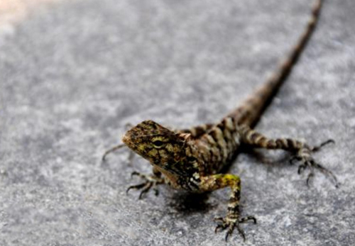 被雷公蛇咬了会死吗,公鸡脚被蛇咬的口子