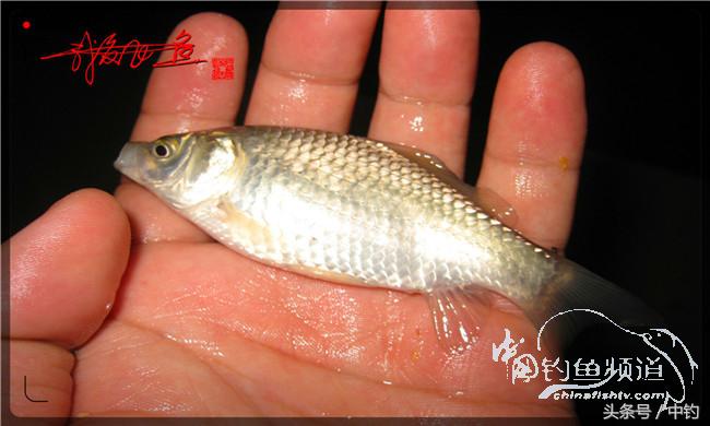 夜钓继续过小瘾,回家煲煲爱心粥