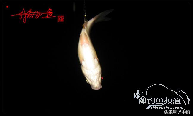 夜钓继续过小瘾,回家煲煲爱心粥