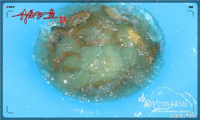 夜钓继续过小瘾,回家煲煲爱心粥