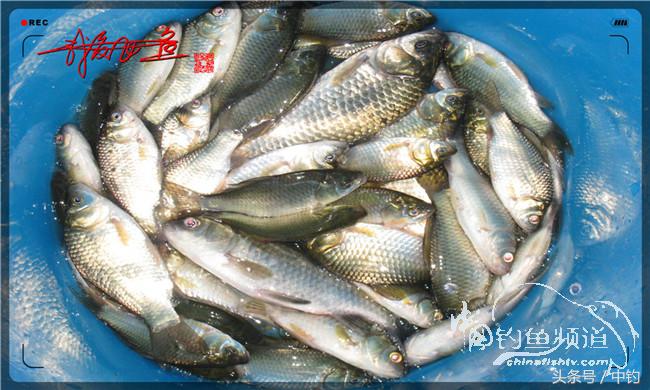 夜钓继续过小瘾,回家煲煲爱心粥