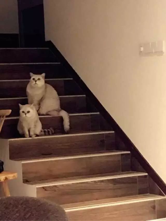 最红的网红淘宝店主,上海网红淘宝店主