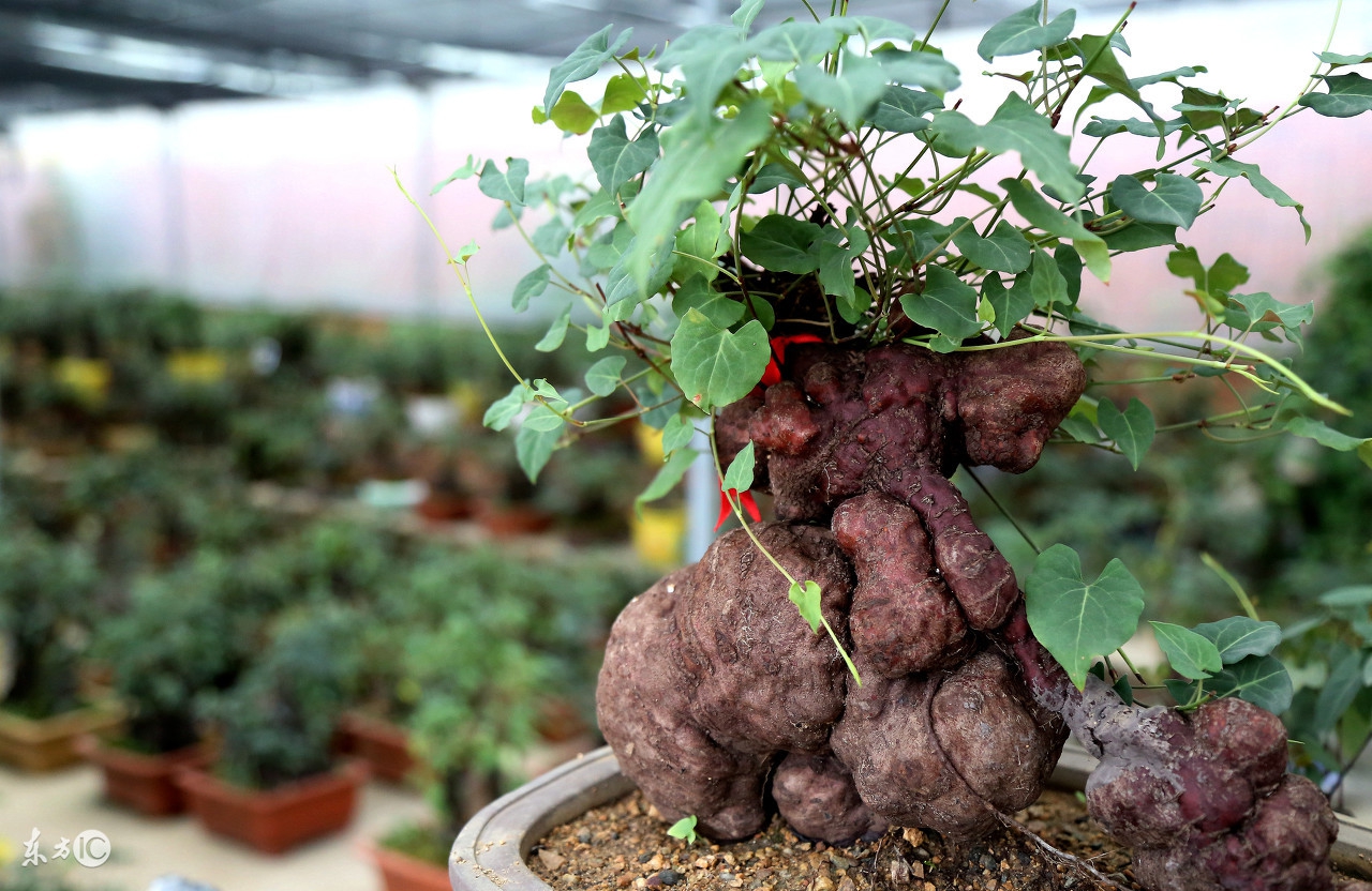 喝何首乌中药有没有副作用,何首乌副作用与功效