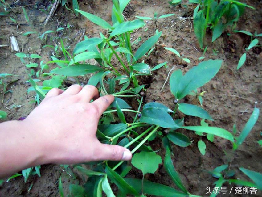 昔日农民讨厌的杂草，如今却成为致富的金宝贝，亩收入上万元！