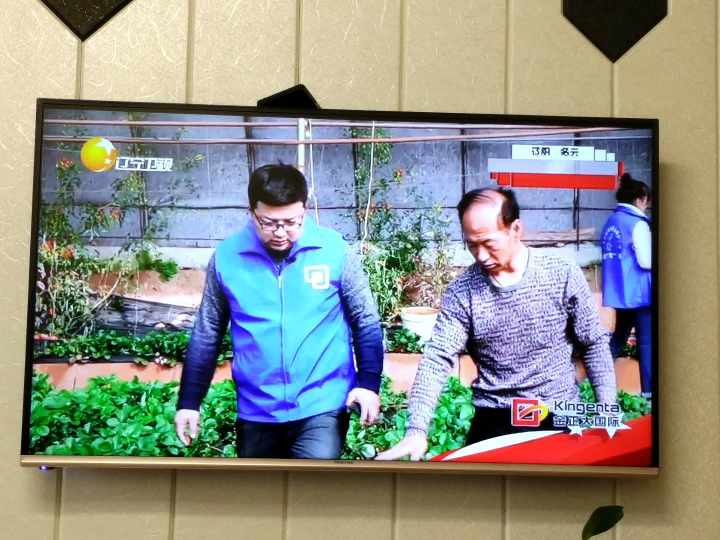 正宗丹东东港草莓,揭秘丹东草莓为何人人皆知