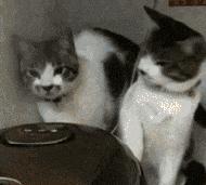 警察：赶紧把车从人家屋里倒出去