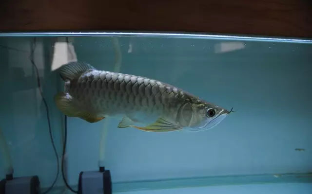 龙鱼鳍尾修复,龙鱼过背成长视频