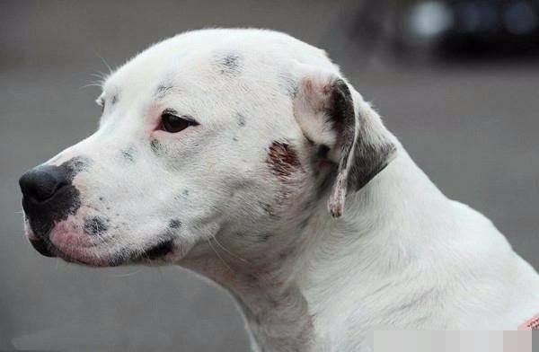 流浪狗被箭射穿后续救助人,流浪狗被箭射伤后续