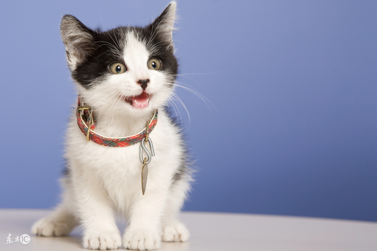 老婆的几次流产竟是家里的它惹的祸知道知道真相后后悔死了
