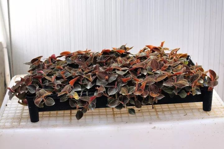 金线莲的养殖方法和注意事项,金线莲栽培时的生态环境条件