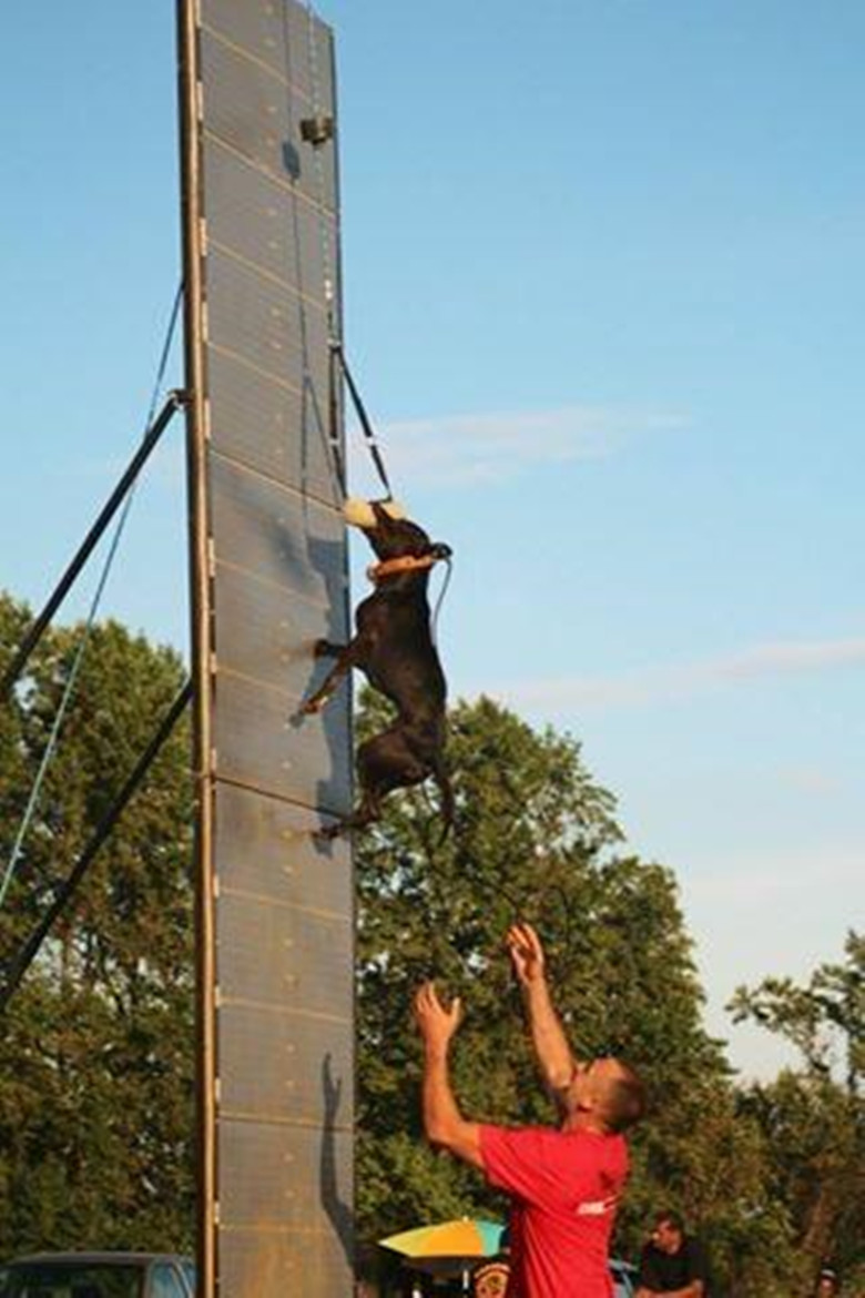 比特犬长大有多恐怖,真实的比特犬有多可怕
