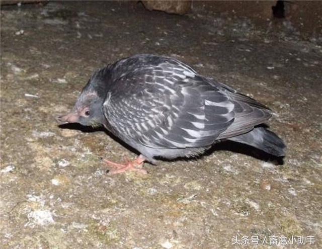 鸽子转脖子是什么原因,鸽子出现歪头的情况还能不能治疗