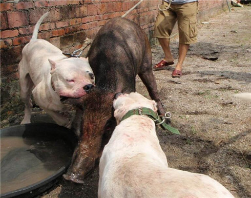 杜高犬幼犬饲养技巧,杜高犬怎么训练它才会咬野猪