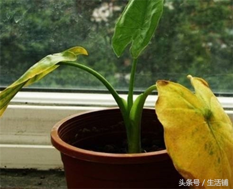 滴水观音老桩烂根如何处理,滴水观音一直烂根怎么回事