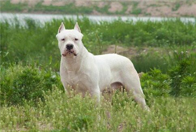 训练杜高犬教学视频全集,怎样训练杜高犬不咬人