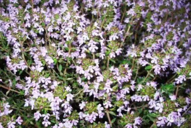 给大家分享自用的纯露,真正的三草纯露