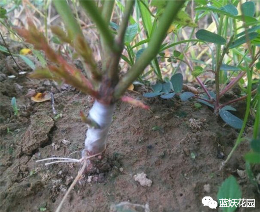 月季扦插苗和嫁接苗哪种好,买月季花是扦插苗好还是老桩好