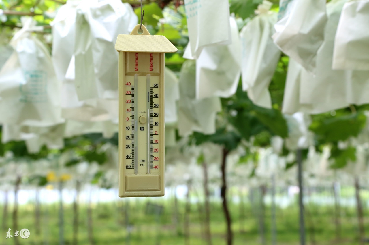 小猪肠胃不好总拉稀怎么办,整窝猪都在拉稀要怎么治疗