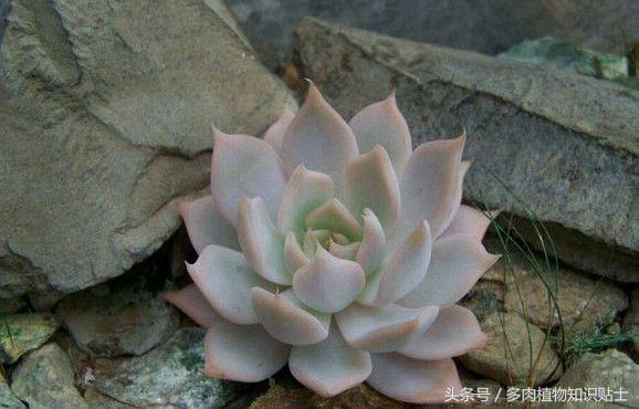 多肉杂交的培育方法,怎样培育多肉杂交苗