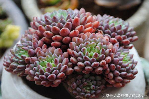 多肉植物不红了怎么回事,多肉植物不知道怎么养看这里