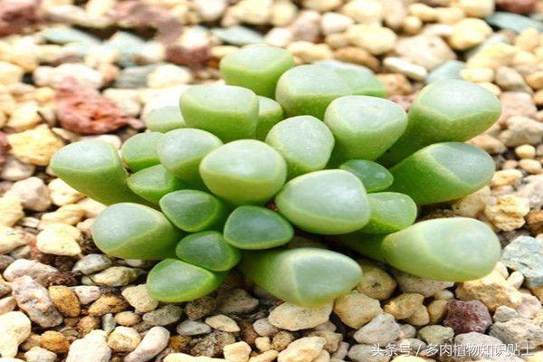多肉植物不红了怎么回事,多肉植物不知道怎么养看这里