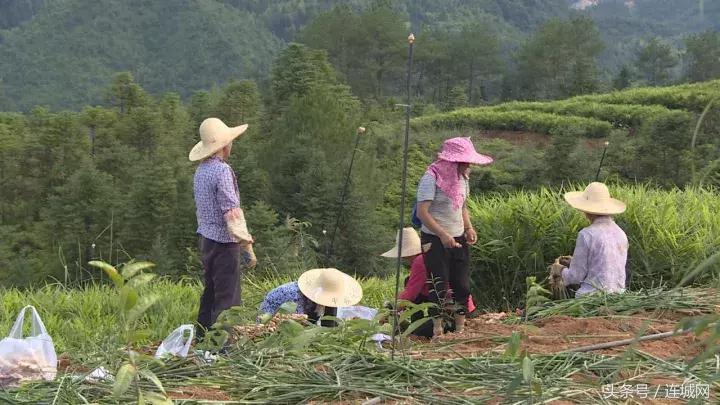 龙岩连城姑田：生姜喜获丰收特色种植助农户增收