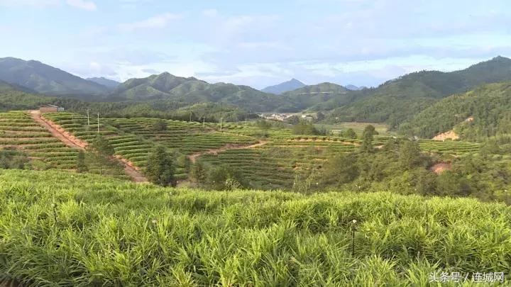 龙岩连城姑田：生姜喜获丰收特色种植助农户增收