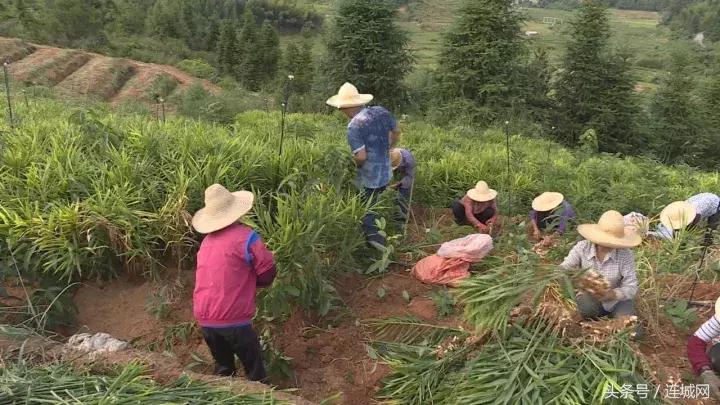 龙岩连城姑田：生姜喜获丰收特色种植助农户增收