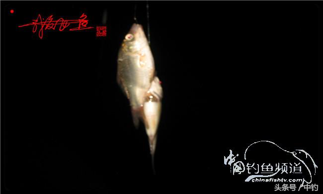 夜钓继续过小瘾,回家煲煲爱心粥