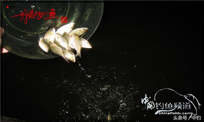 夜钓继续过小瘾,回家煲煲爱心粥