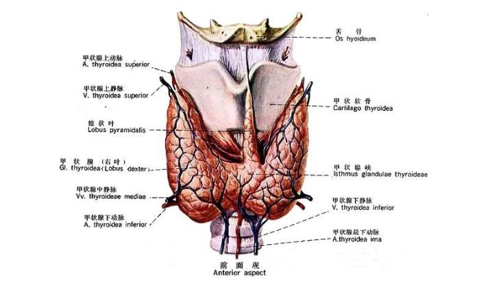 怎样才能有效的预防甲状腺结节,怎么才能预防甲状腺